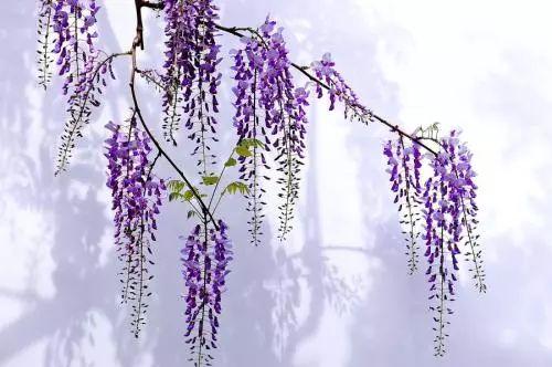 这种紫色的花, 种在阳台、庭院, 完全可以当做门帘用!