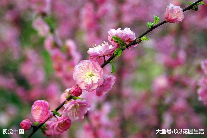 家居庭院观花植物——榆叶梅