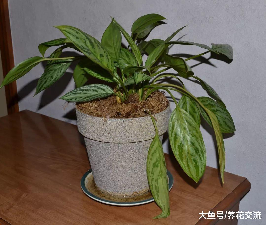 五种在低光照的室内也能生长良好的花卉植物, 你家养了哪种?
