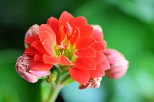 花卉不开花用这些方法, 花朵倍儿大, 叶子也绿油油!