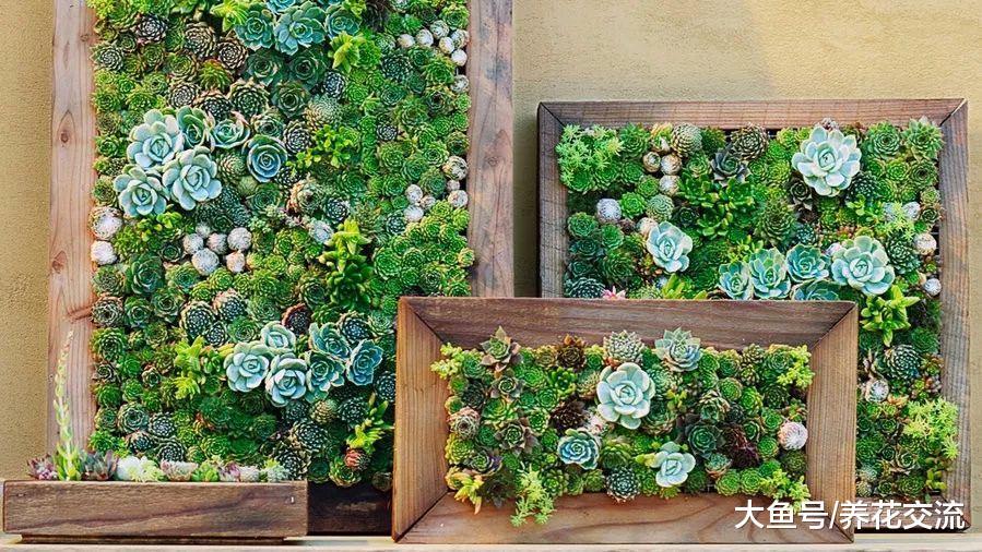 10个家庭养花创意, 将花卉植物种在墙上, 没有空间也能养出花园