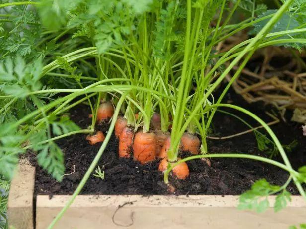 阳台上适合用花盆养的9种蔬菜, 种满露台一年都有菜吃