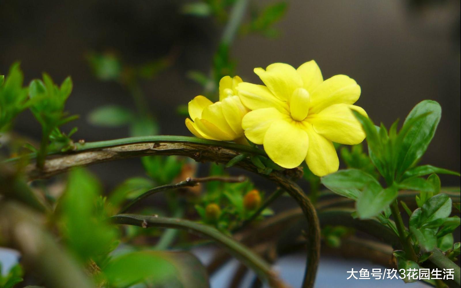 二十四番花信风(立春)一候迎春、二候樱桃、三候望春