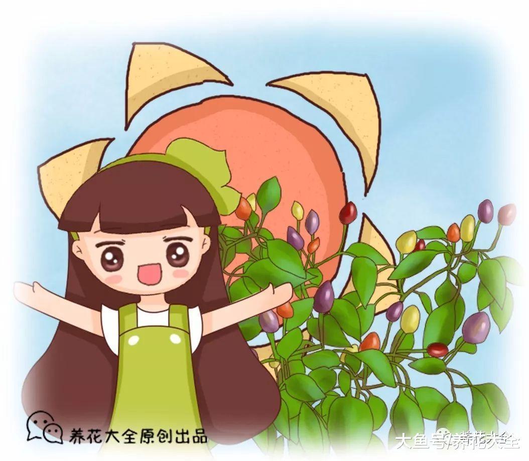 阳台上种五彩椒, 果子挂满枝, 好看又好吃!