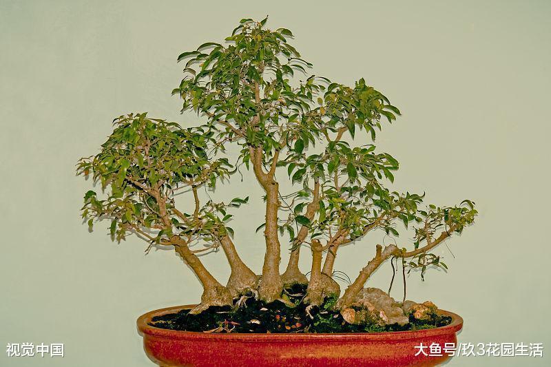 树木盆景常见的几种表现形式(二)