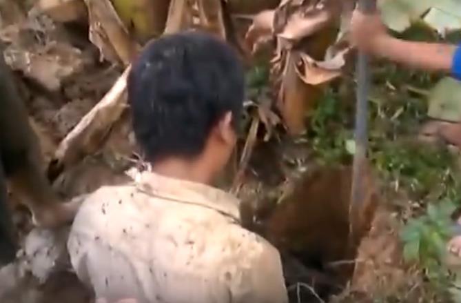 男子在香蕉树下掘了一个坑, 在洞里掏出来的东西
