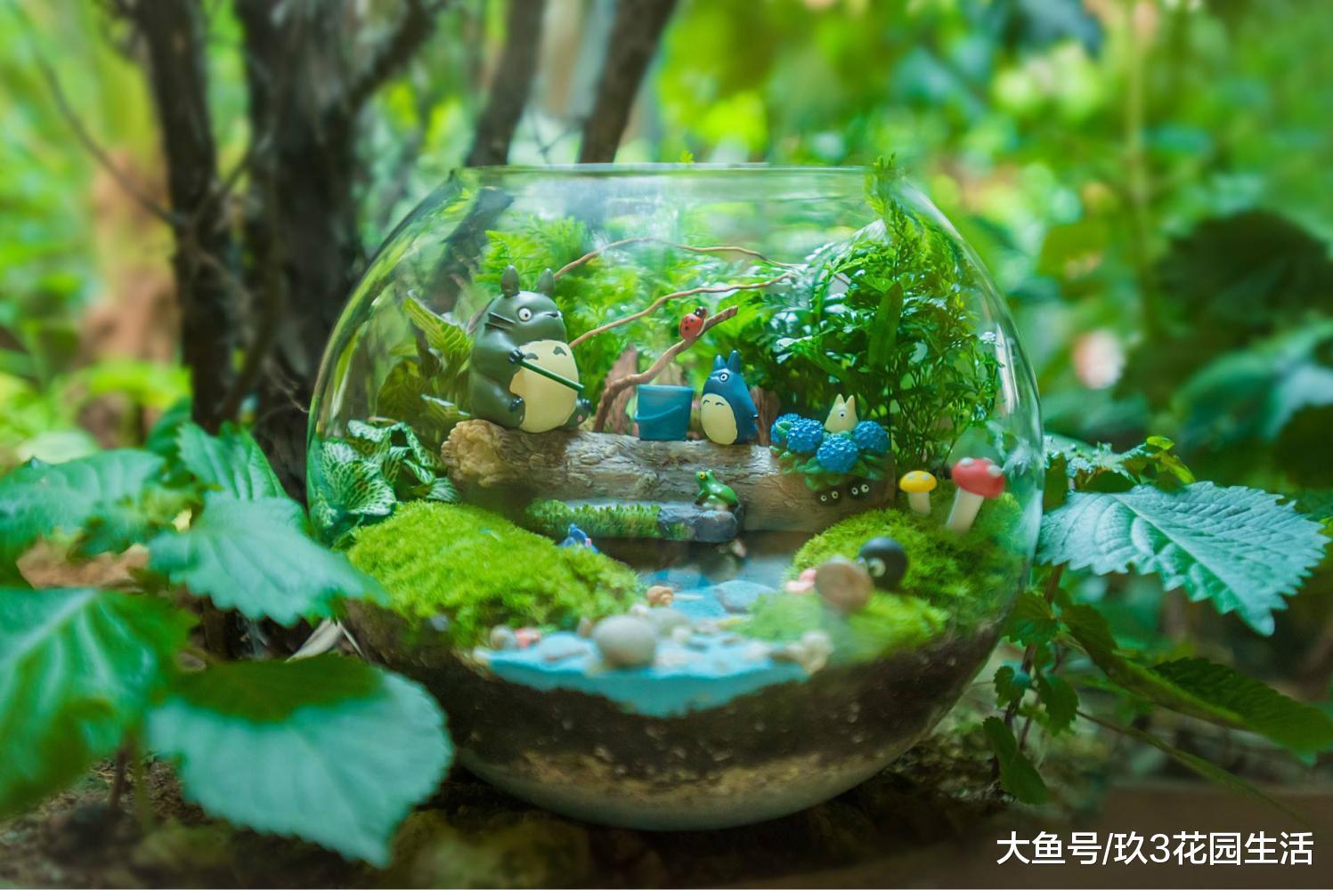 苔藓微景观中常用来做造景的植物有哪些? (一)