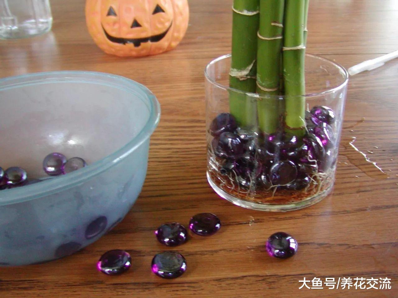 为什么冬天在花店买的富贵竹养10棵死9棵?