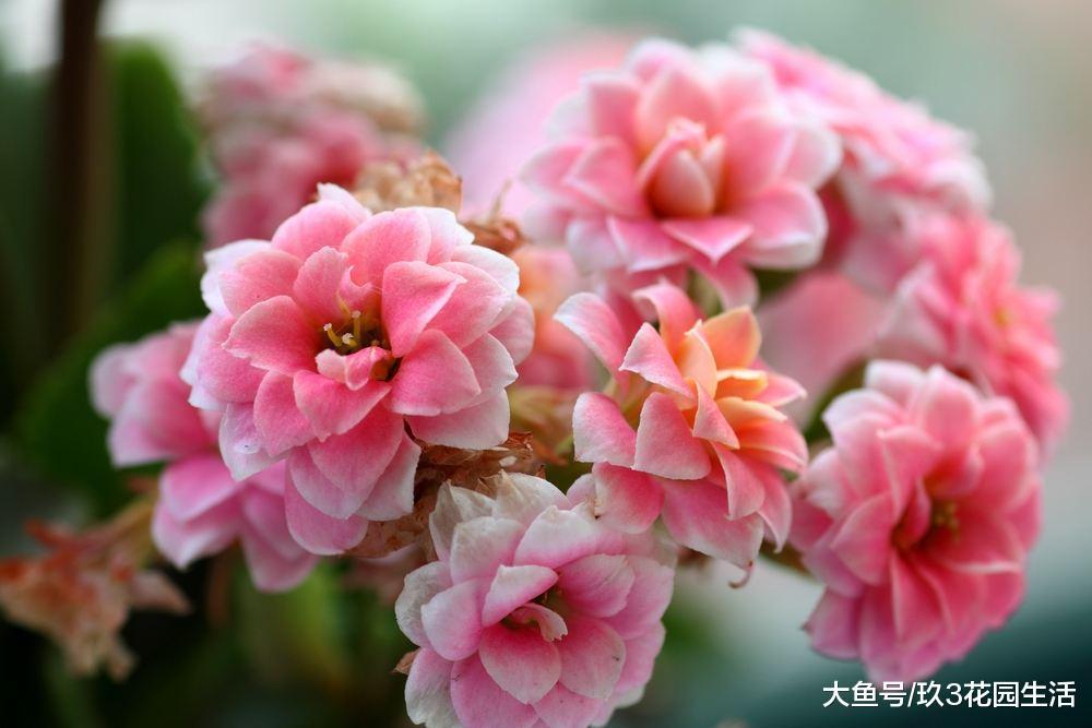 家居养花之年宵花新秀——长寿花