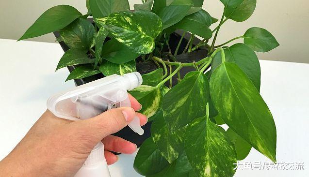 花叶上白色的粉末, 仔细看才发现是害虫