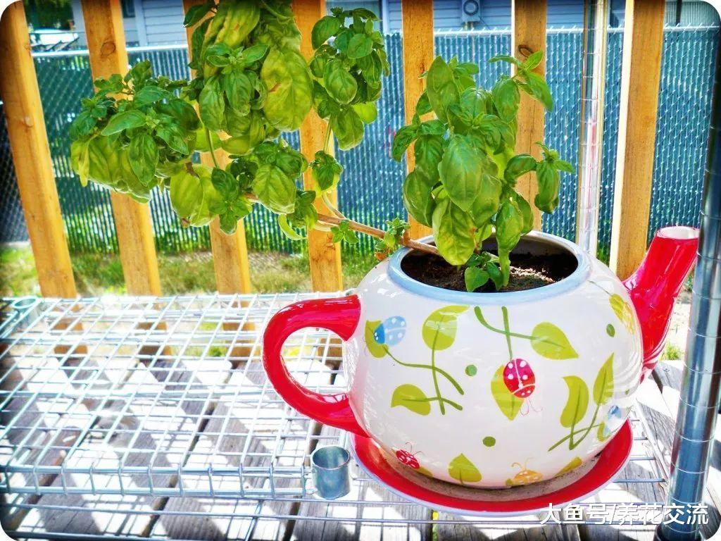 媳妇把家里的旧鞋子、茶壶和闹钟用来种花, 养花也要省钱