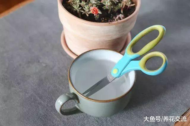 太阳花用这种方法养护, 天天都能开花, 繁殖特别容易