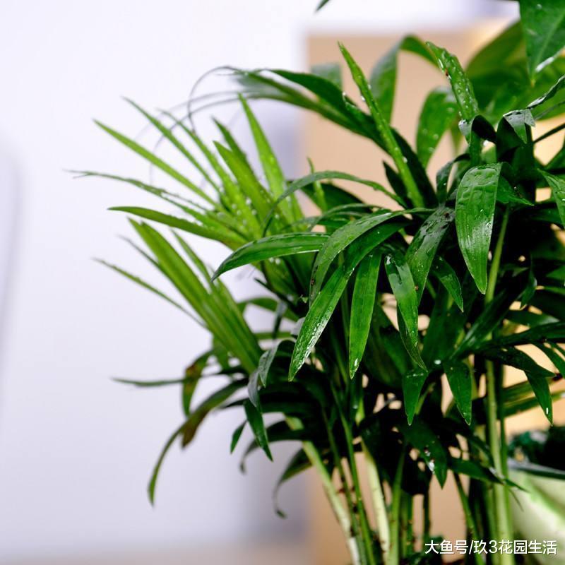 苔藓微景观中常用来做造景的植物有哪些? (一)