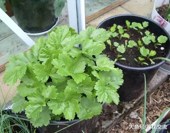 养在花盆里特别好看的5种块根蔬菜, 比吊兰、富贵竹好看多了