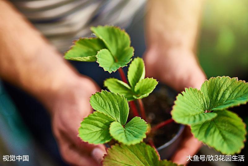 家居养花之如何巧妙的给你的盆栽换盆