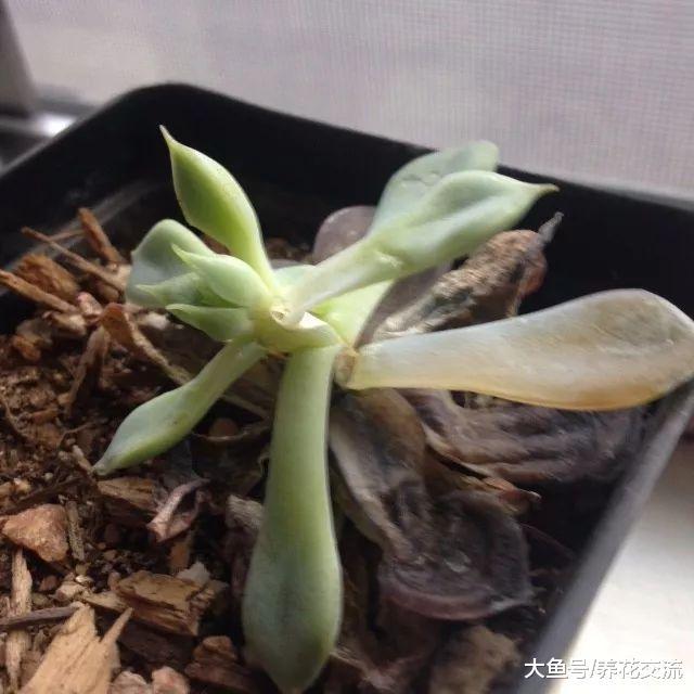 过年在花市买的多肉植物没两天就枯萎化水了, 就是这4个原因了