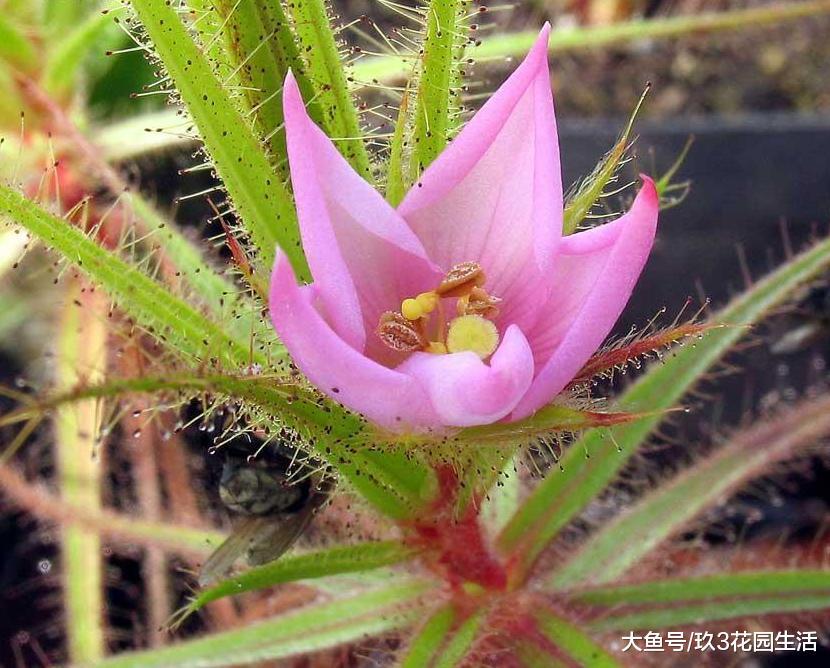 植物中狼狈为奸又各自心怀鬼胎的三人组: 捕虫草,刺椿,花叶蛛