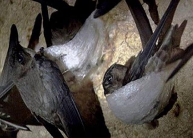 这些农村稀罕的野味, 第三个很多人没见过, 最后一个花钱也难买到