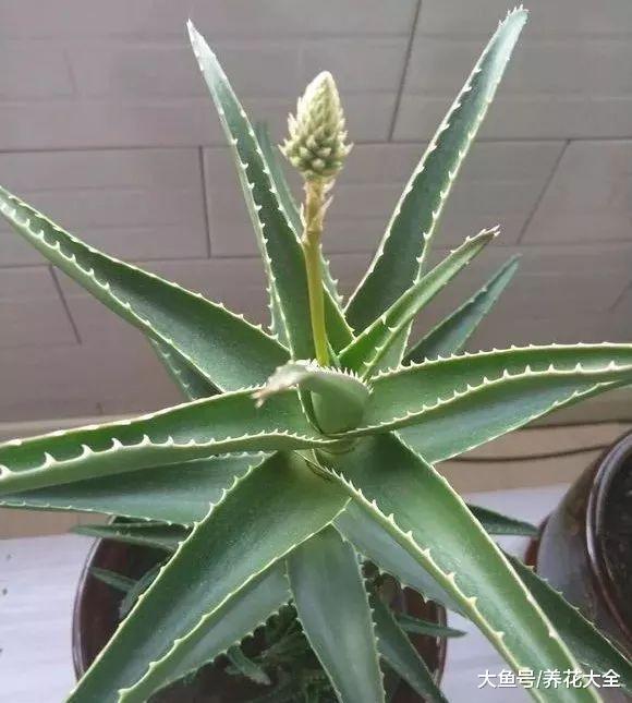 这花号称绿色呼吸机, 不跟人抢氧气, 家里天天都是新鲜空气