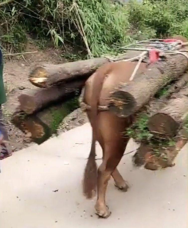 四川一头运木材的牛在路上倒地不起