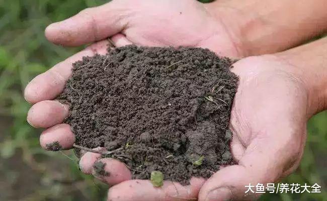 养花就用这种土, 不花钱, 还肥的流油, 养花蹭蹭长!