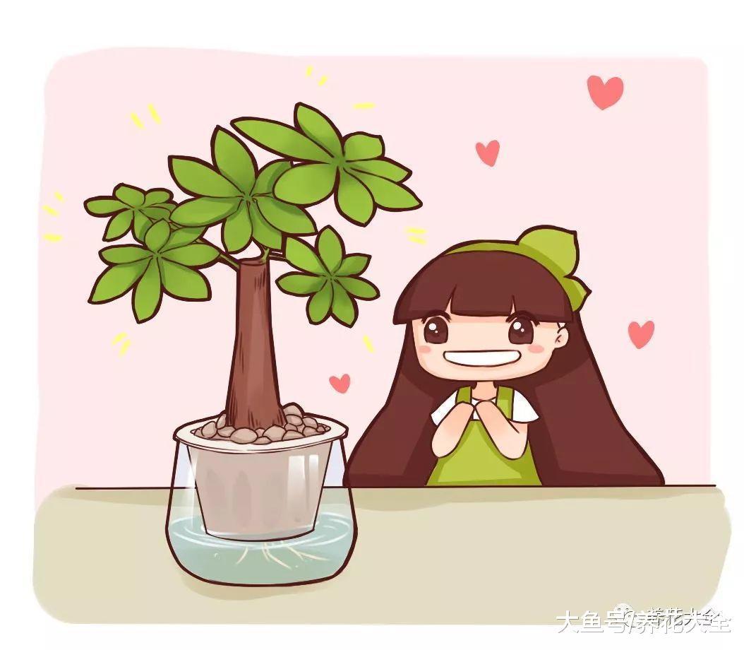 君子兰发财树随手扔水里, 最后还长疯了!