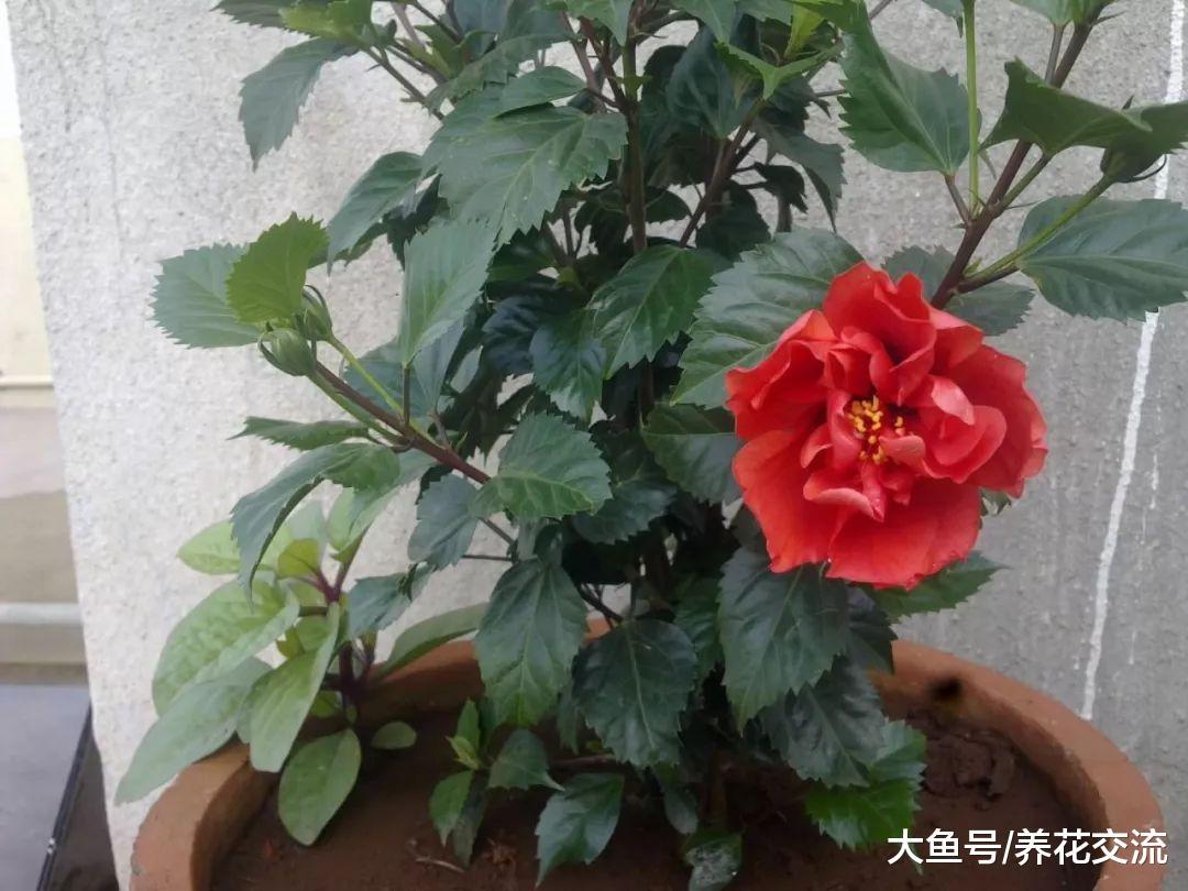 可以全年365天开花的芙蓉花, 为啥还有人养不开花呢?