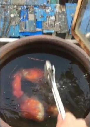 小伙养了一缸金鱼, 早上起来一看, 居然全部都淹死了