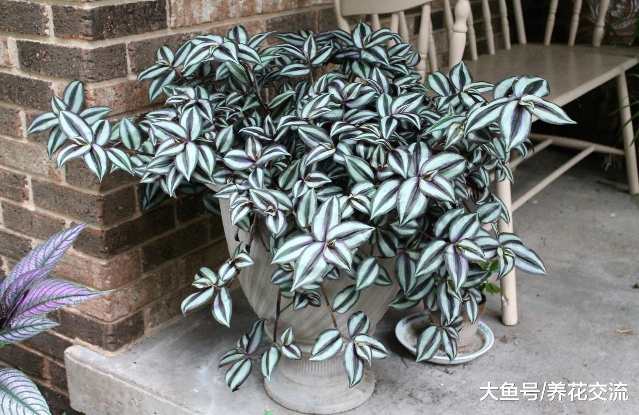 九种养在室内的紫色盆栽观叶植物, 整个室内显得特别神秘、多彩