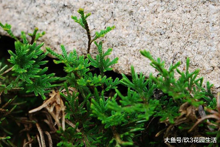 植物的寿命到底有多长? 还魂草的未解之谜