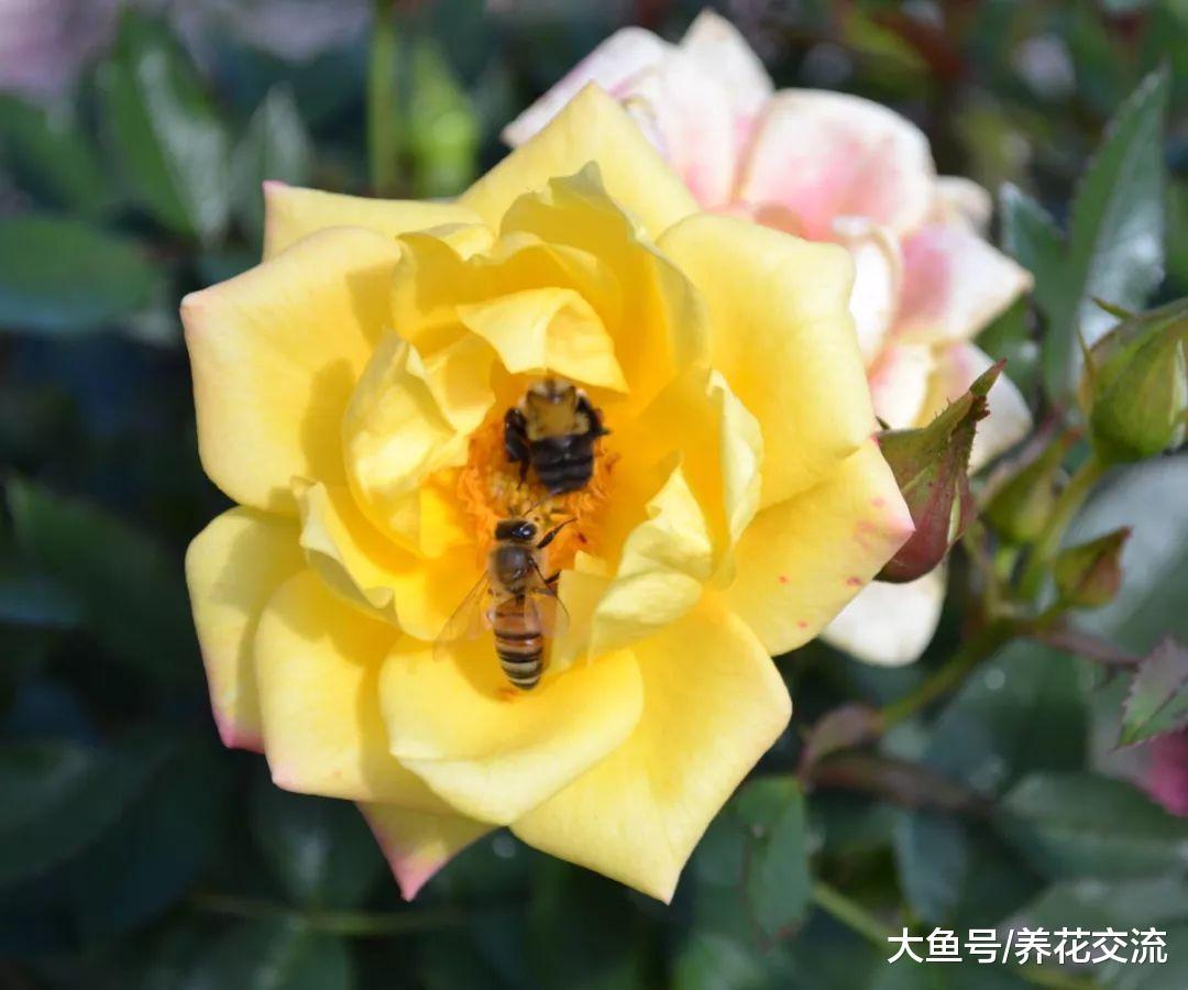 栽种月季注意这5个事项, 冬季之后就能月月开花了