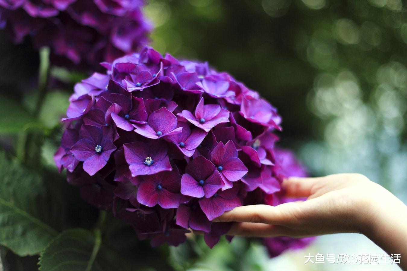 广泛用于家庭中的花卉——八仙花