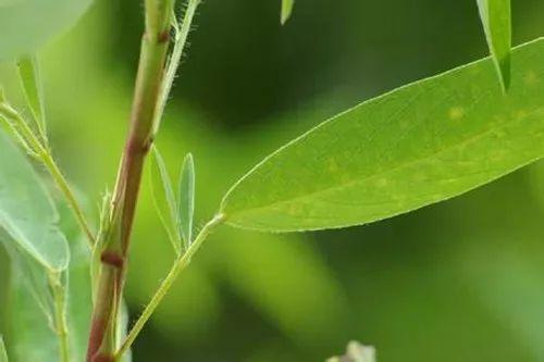 这些植物, 见过的人都要感叹一下大自然的鬼斧神工!