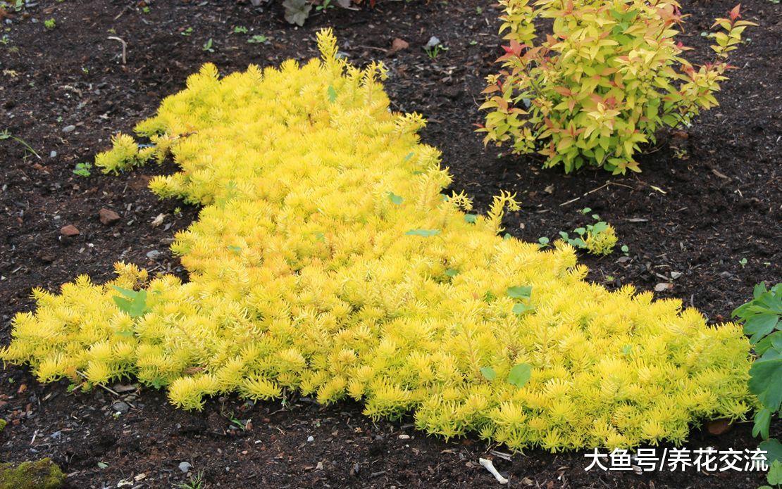 想要种低矮的观赏花卉, 这四种花错过就要后悔几年了