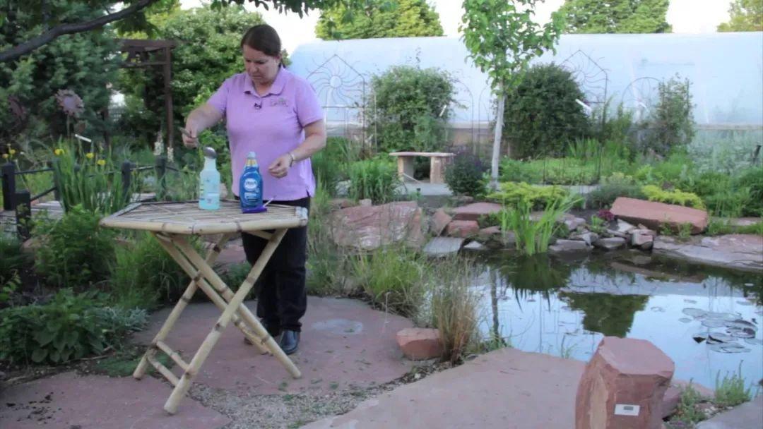 家里的肥皂水就能杀虫除菌, 养花都不用花钱买药了