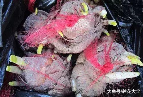 开春花市买花太多坑, 学了这些秘诀, 全看破