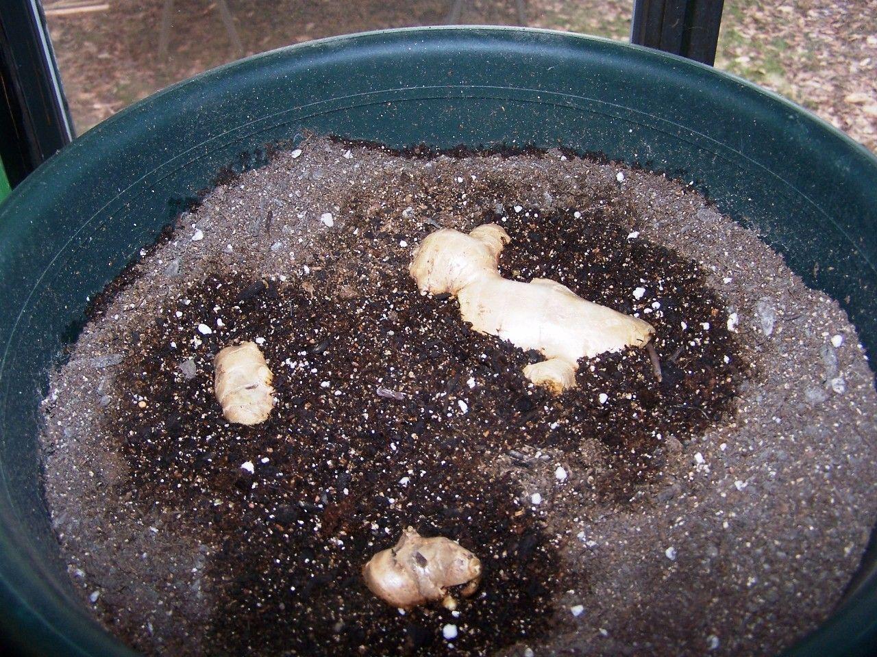 用黑色大桶栽种的生姜盆栽, 收获的姜长得像是一座石山