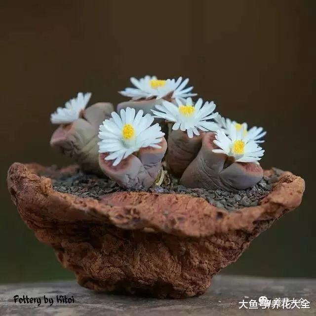 老外也爱上了中国盆景, 养出来的效果一点也不差!