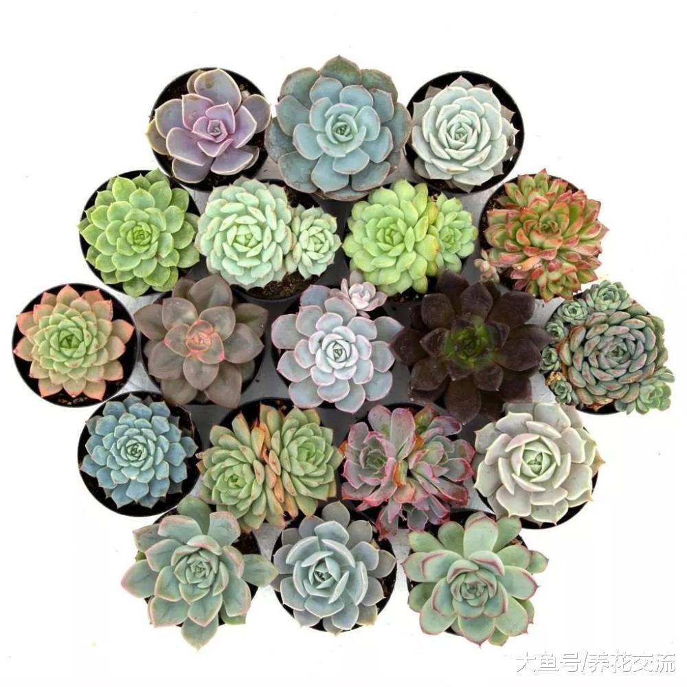 枯萎的石莲花多肉植物用这4个技巧就能救活, 养花新手要快点学好