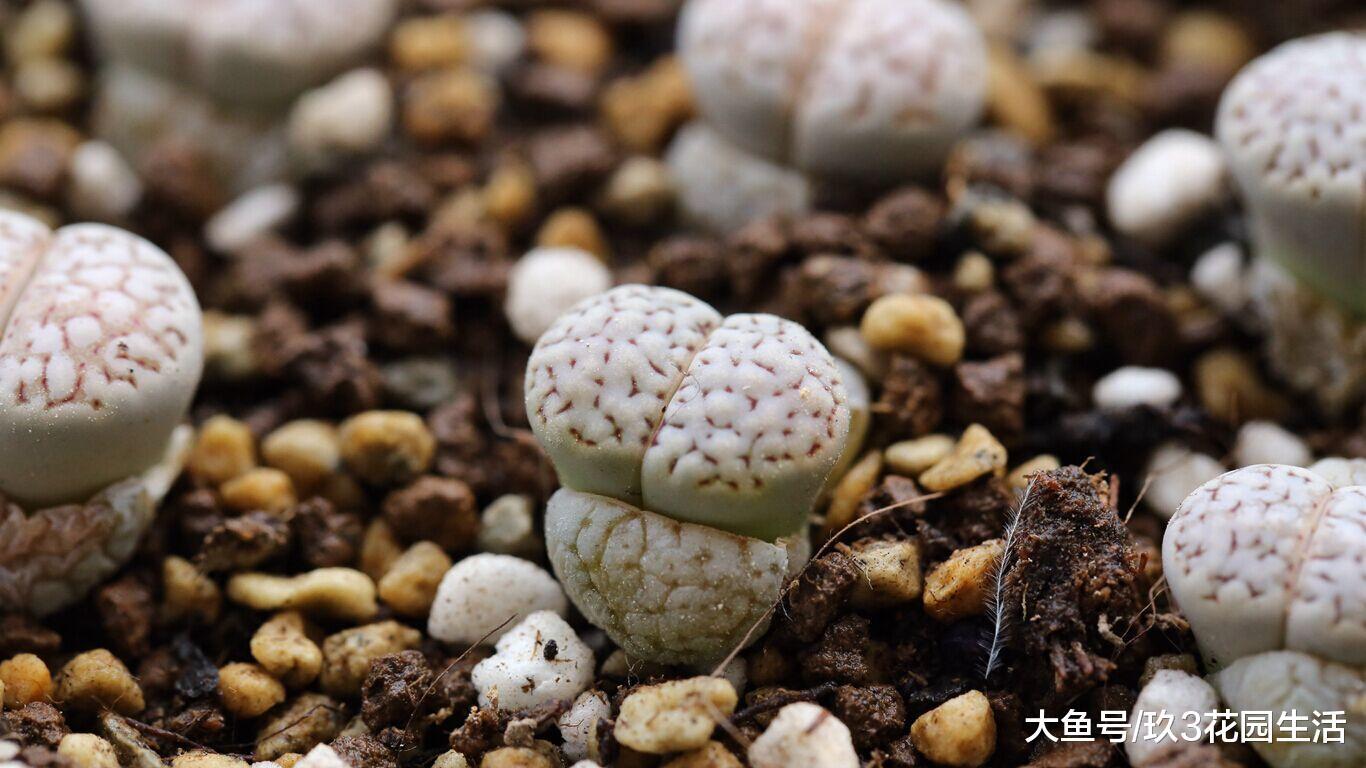 浅谈仙人掌和多肉植物的区别