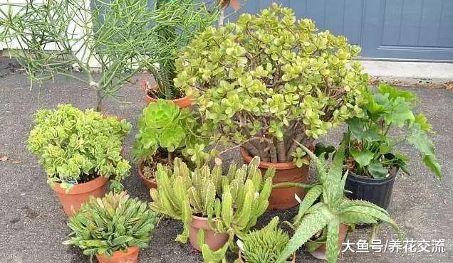 为什么植物移到室内就感染病虫害, 是不是养护方法有问题?
