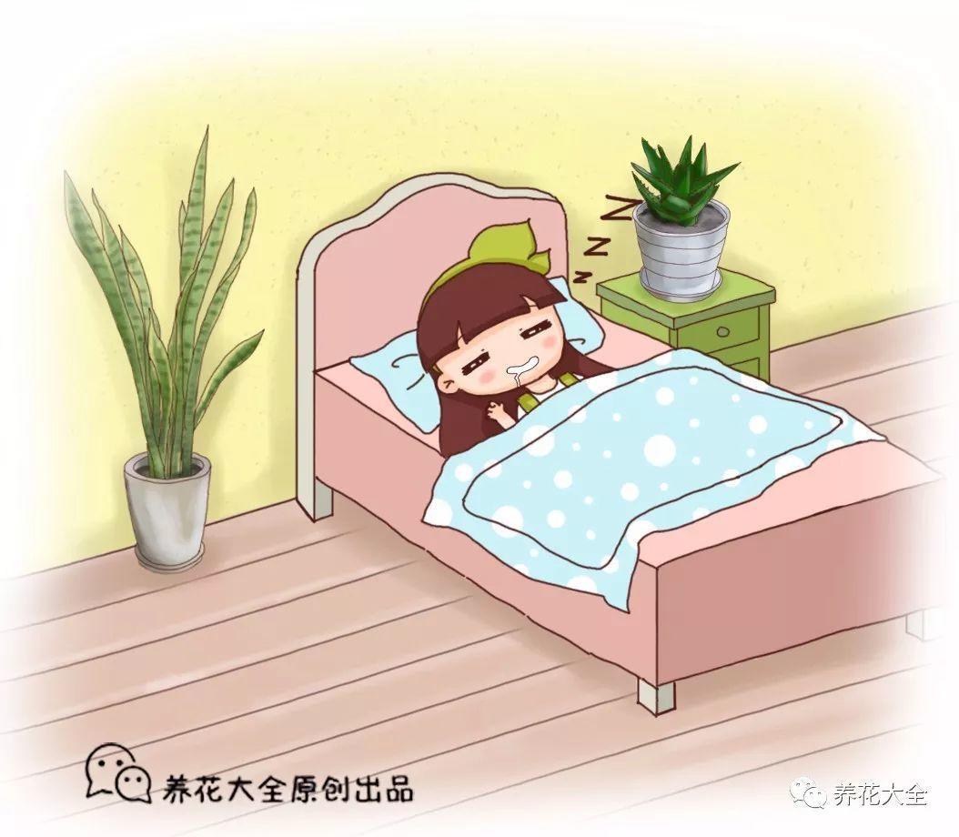 1间房2盆花, 吸甲醛没异味, 让你夜夜睡的香!