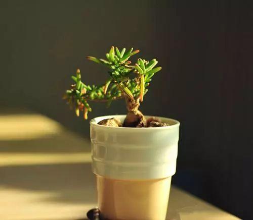 这些容器和水培植物更加搭配呢, 没用起来真的是太亏了!