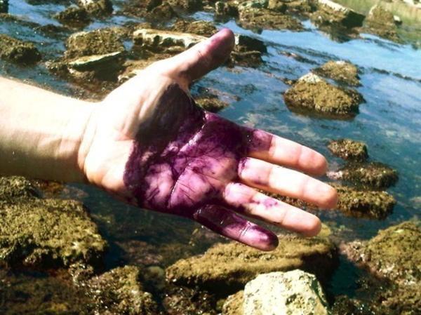 女子海边发现黑紫色团状物, 捡起一看就不高兴了