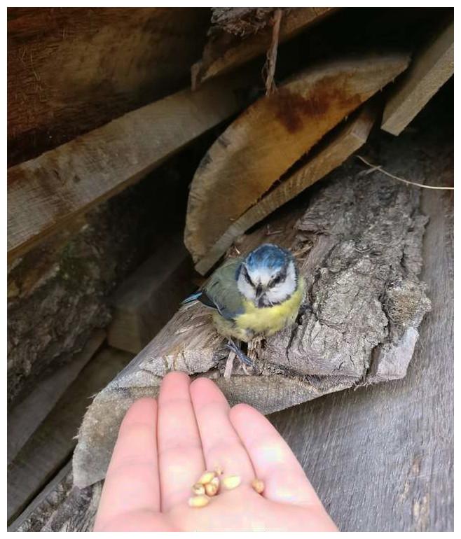 女孩出门一只小鸟飞她怀里, 仔细一瞧发现它是请求支援