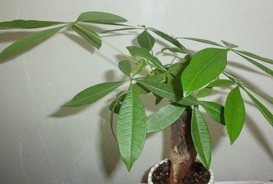 大蒜葱叶丢盆里, 花像打了鸡血, 蹭蹭蹭爬满阳台!