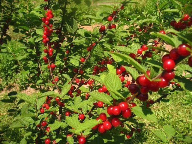 7种用花盆养的水果种到阳台之后, 全年都不用花钱买果子