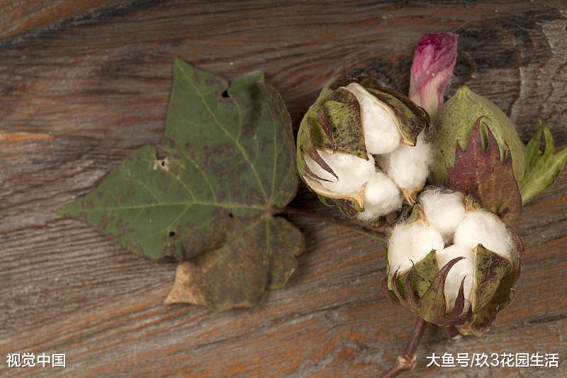 植物的奥秘走近棉花开花颜色之谜