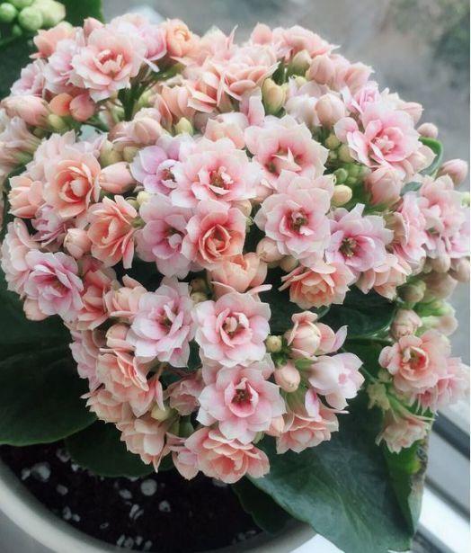 这花10块钱买3盆, 能开一冬天, 想养死都难!