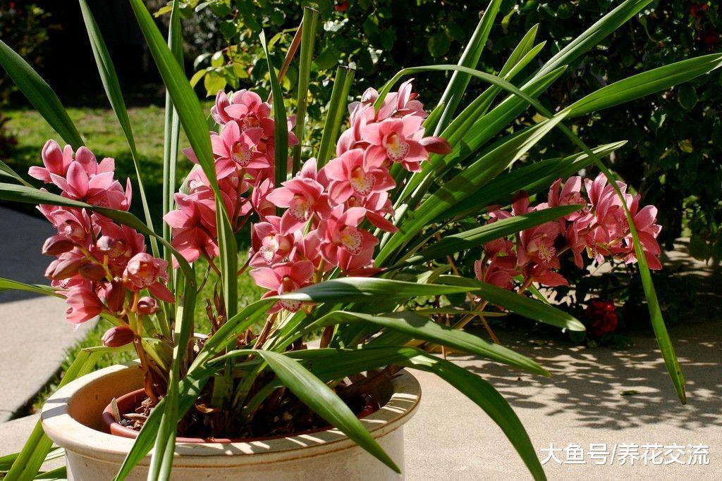 家里过年的时候养这几种花卉, 小阳台都能变成空中花园
